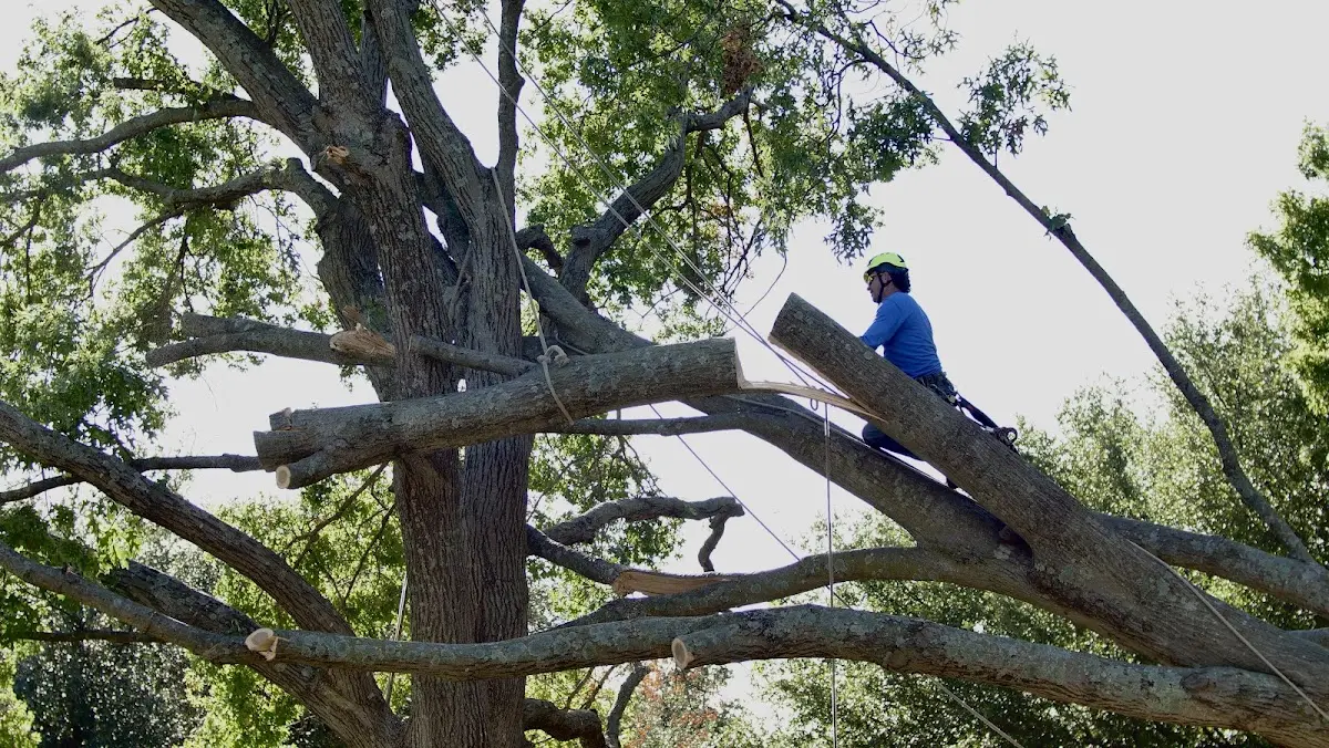 Professional Crown Thinning performed by certified arborists in Bakersville