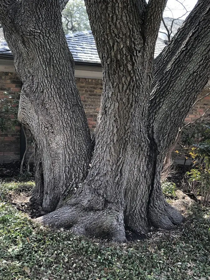 Mature heritage tree close to a Bakersville property cared for by certified arborists